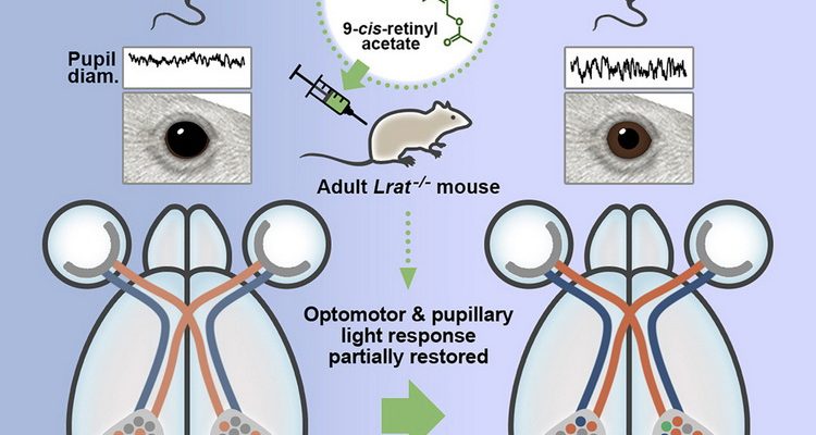 بازیابی بینایی در موش‌های مبتلا به یک بیماری چشمی ارثی